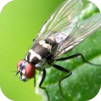 Insect Wallpapers on 9Apps