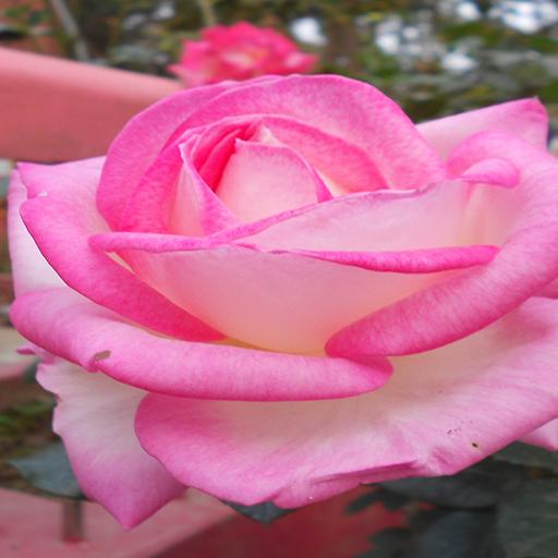 Live Rose Wallpaper icon