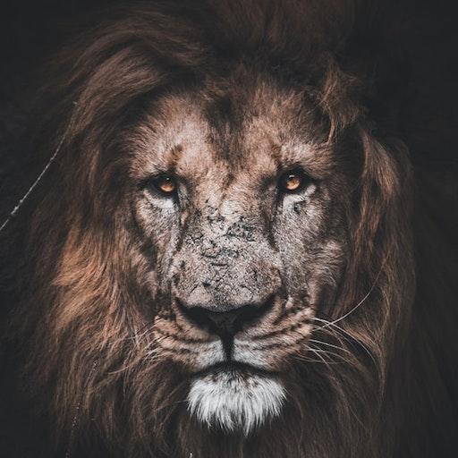 Citations De Motivation иконка