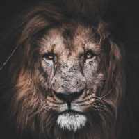 Citations De Motivation on 9Apps