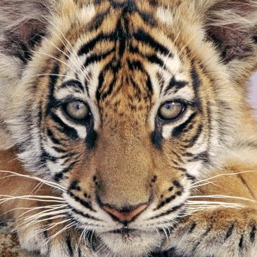 Bigcat wallpaper icon