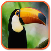 Toucan Sounds icon