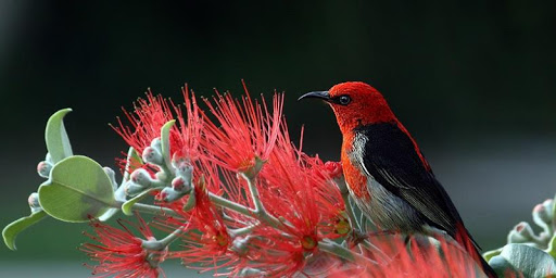 Best 4K Quality Wallpapers screenshot 6