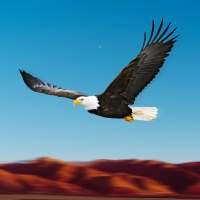 Bird Racing Simulator: Eagle Race Game