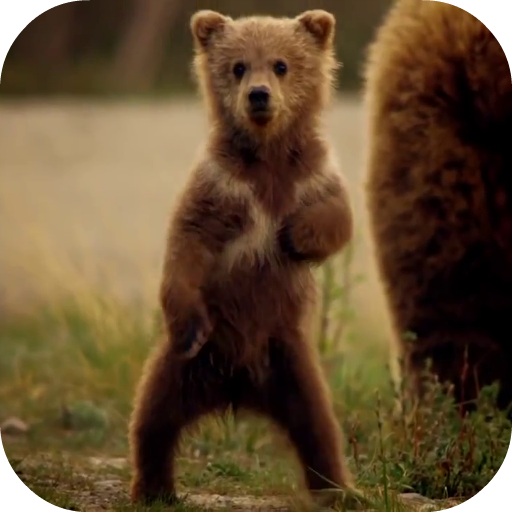 Cute Bear Video Live Wallpaper icon