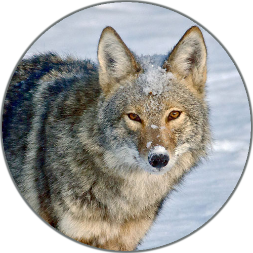 Coyote (Animal) Sounds icon