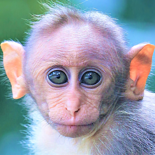 Monkey identification - identi icon