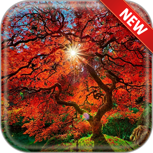 Autumn Trees Wallpapers icon
