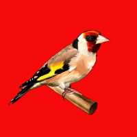 Goldfinch song