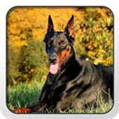 Doberman Theme - Nova/ADW/GO icon
