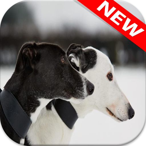 🐕 Greyhound Wallpapers icon