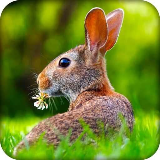 Easter Bunny Live Wallpaper HD icon