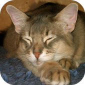 Somali Cats Wallpapers icon
