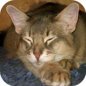 Somali Cats Wallpapers