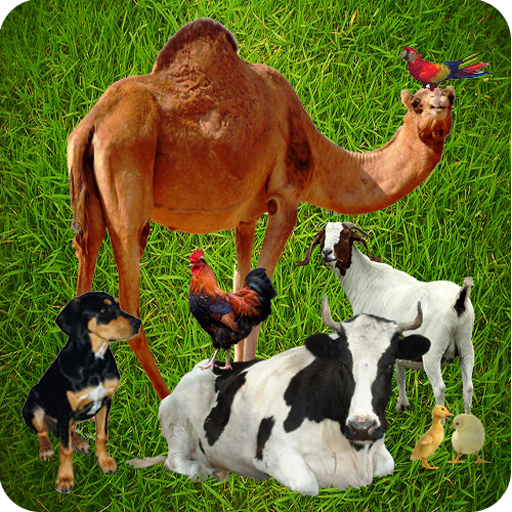 Domestic Animals icon