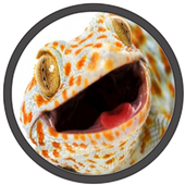 Mp3 Suara Tokek icon