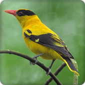 Oriole Bird Call Sounds Ringtone icon