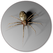 Spider Wallpapers icon