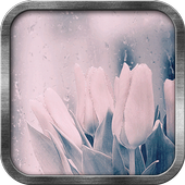 Rainy Tulips Live Wallpaper иконка