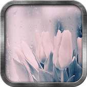 Rainy Tulips Live Wallpaper on 9Apps