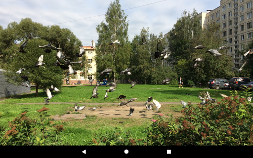 Spot The Cat screenshot 10