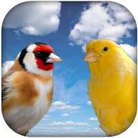 Goldfinch vscanary -top birds on 9Apps