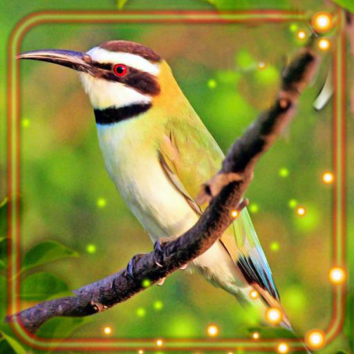 Birds Live Wallpaper icon