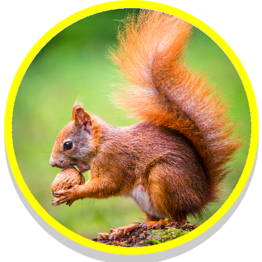 Squirrel Sounds icon