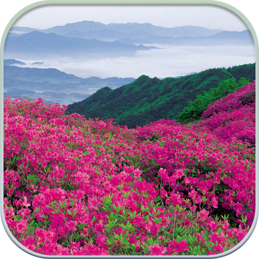HD Mountain Flower Wallpaper icon