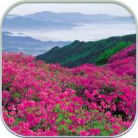 HD Mountain Flower Wallpaper