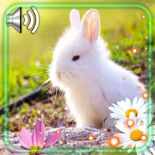 Bunny Fluffy Live Wallpaper icon