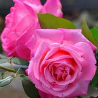 Rosas y claveles para compartir