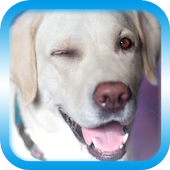 Ask Dog Translator icon