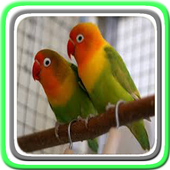 Chirping Lovebird icon