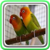 Chirping Lovebird on 9Apps