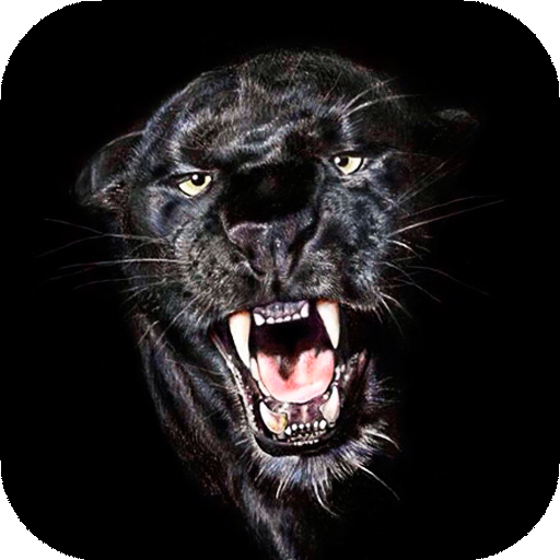 Black Wallpapers | hd backgrounds icon