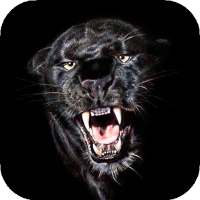 Черные Обои hd | заставки и фоны on 9Apps