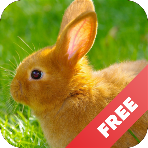 Kid learns animal icon