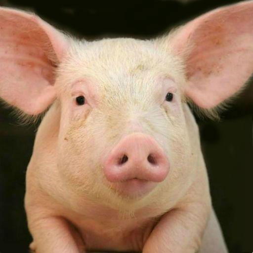 Pig Sounds icon