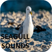 Seagull Sounds icon