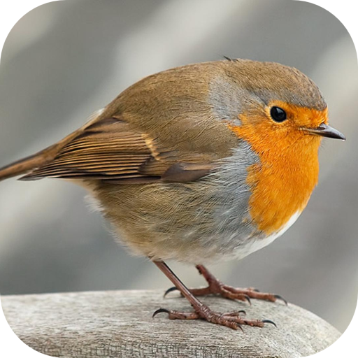 Robin. Birds Wallpapers icon
