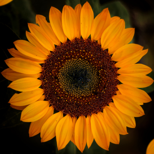 Sunflower Wallpapers icon