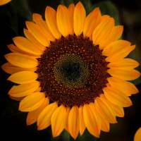 Sunflower Wallpapers on 9Apps