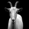 Goat Simulator Angry Goat Game icon