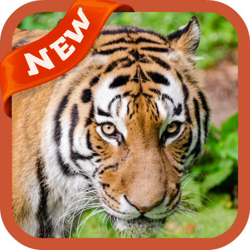 Tiger Wallpaper icon