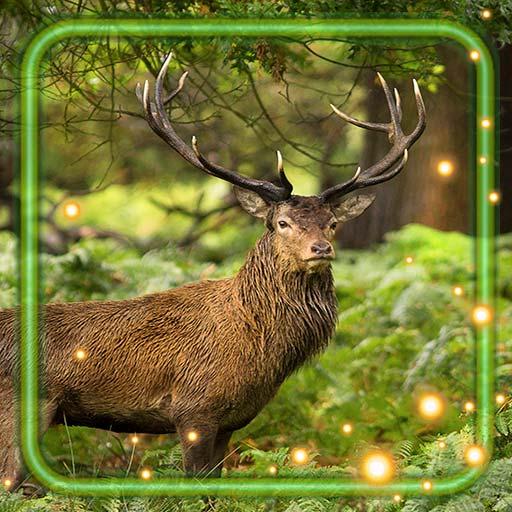 Forest Gallery Live Wallpaper icon