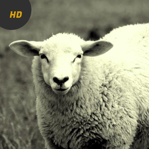 Sheep Sounds icon