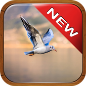 Citations en Français icon