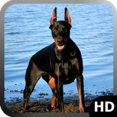 Doberman Dog Wallpaper icon