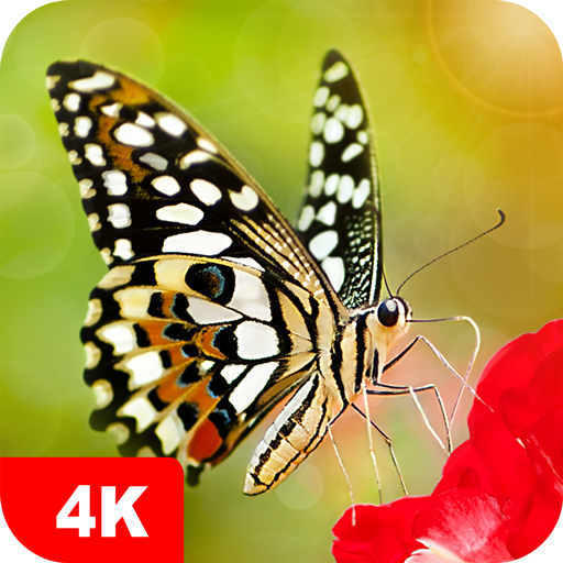 Butterfly Wallpapers 4K icon